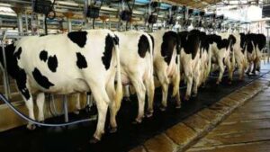 dairy-1663238256