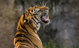 k2i7c22_tiger-generic-pixabay_625x300_05_November_18