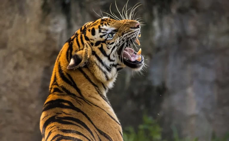 k2i7c22_tiger-generic-pixabay_625x300_05_November_18